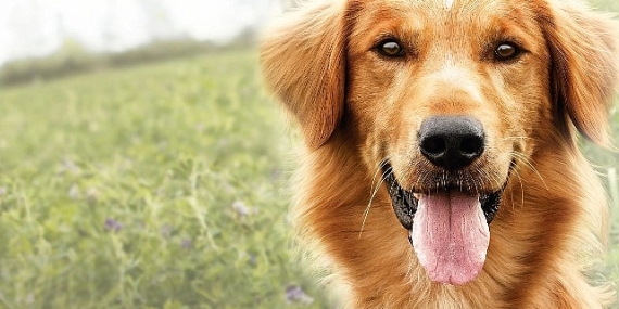 Yapı Kredi bomontiada TV+ Açık Havada Sinema gösterimleri “A Dog’s Purpose” ile yaza veda ediyor
