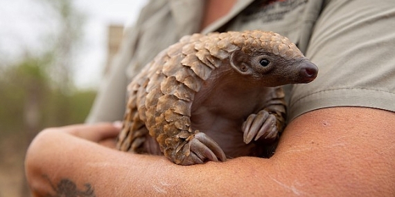 ‘Yavru Hayvanları Kurtarma’, 27 Ağustos Çarşamba 20.00’de National Geographic WILD Ekranlarında!
