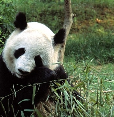 asyanin-vahsi-sirlari-ozel-13-eylul-cumartesi-20-00de-national-geographic-wild-ekranlarinda-izleyicilerle-bulusuyor.jpg