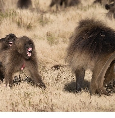 maymun-savaslari-28-eylul-pazar-20-00de-national-geographic-wild-ekranlarinda.jpg