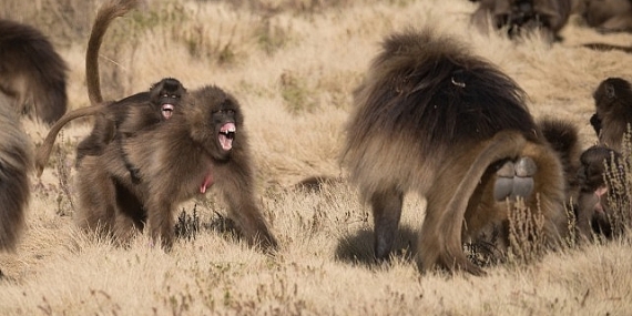 ‘Maymun Savaşları’, 28 Eylül Pazar 20.00’de National Geographic WILD Ekranlarında!