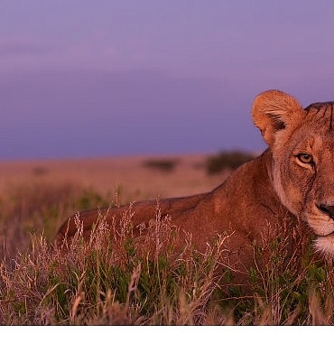 olumcul-safari-serinin-devam-bolumleriyle-7-eylulden-itibaren-pazar-gunleri-20-00de-national-geographic-wild-ekranlarinda.jpg