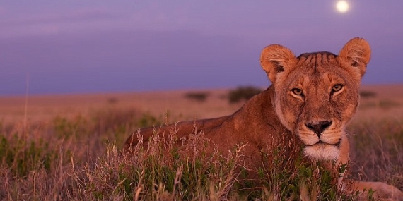 ‘Ölümcül Safari’, Serinin Devam Bölümleriyle 7 Eylül’den İtibaren Pazar Günleri 20.00’de National Geographic WILD Ekranlarında!