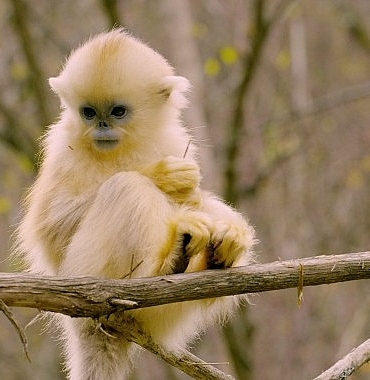 primatlar-dunyasi-28-eylul-pazar-21-00de-national-geographic-wild-ekranlarinda.jpg