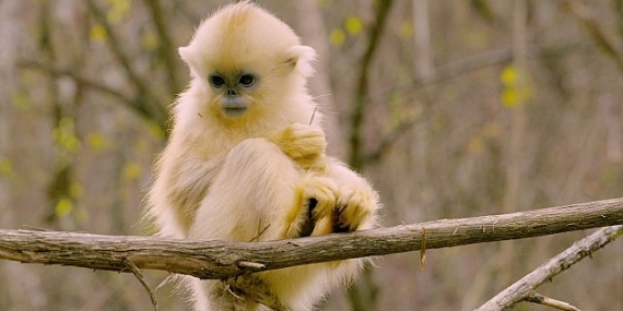 ‘Primatlar Dünyası’, 28 Eylül Pazar 21.00’de National Geographic WILD Ekranlarında!