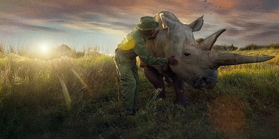 ‘Son Gergedanlar: Yeni Bir Umut’, 21 Eylül Pazar 20.00’de National Geographic Ekranlarında!