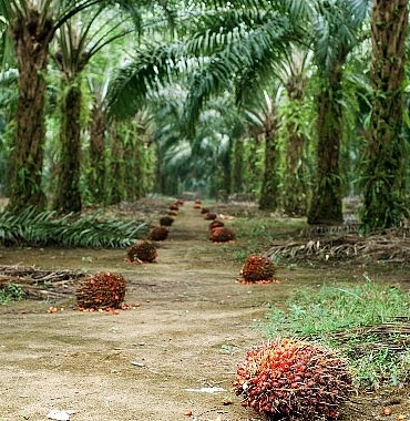 surdurulebilir-palm-yagi-az-alanda-cok-uretim-yaklasimiyla-cevreci-bir-cozum-sunuyor.jpg