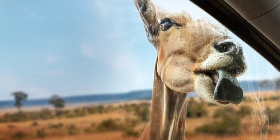 Yeni Seri ‘Vahşi Türden Yakınlaşmalar’,   3 Eylül Çarşamba 20.00’de İki Bölümüyle   National Geographic WILD Ekranlarında İzleyicilerle Buluşuyor!