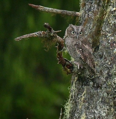 alaskanin-kahramanlari-minik-kahramanlar-ozel-4-ekim-cumartesi-20-00de-national-geographic-wild-ekranlarinda.jpg