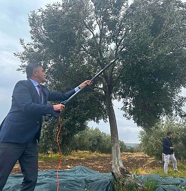 aliaga-4-zeytin-hasat-senliginde-bulusuyor.jpg