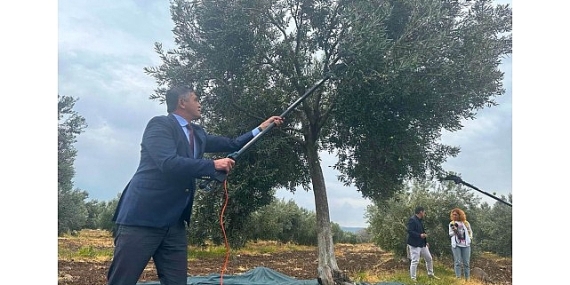 Aliağa, 4. Zeytin Hasat Şenliği’nde Buluşuyor