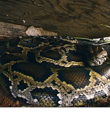 piton-istilasi-19-ekim-pazar-20-00de-national-geographic-wild-ekranlarinda.jpg