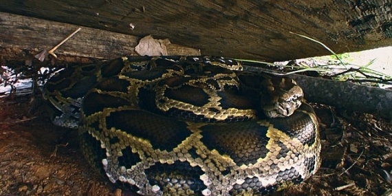 ‘Piton İstilası’, 19 Ekim Pazar 20.00’de National Geographic WILD Ekranlarında!