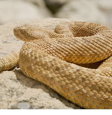 surungenler-gezegeni-12-ekim-pazar-20-00de-national-geographic-wild-ekranlarinda.jpg