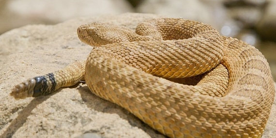 ‘Sürüngenler Gezegeni’, 12 Ekim Pazar 20.00’de National Geographic WILD Ekranlarında!
