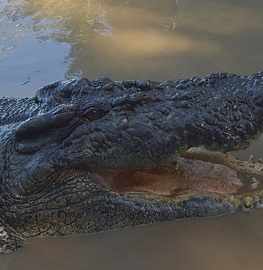 timsah-avustralyanin-hayatta-kalani-5-ekim-pazar-20-00de-national-geographic-wild-ekranlarinda.jpg