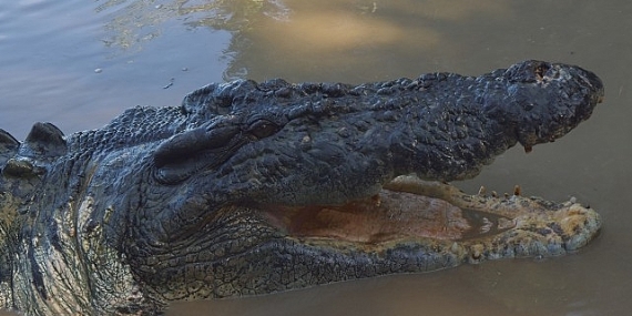 ‘Timsah: Avustralya’nın Hayatta Kalanı’, 5 Ekim Pazar 20.00’de National Geographic WILD Ekranlarında!