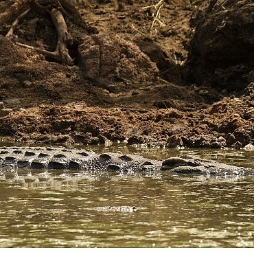 timsah-savaslari-grumeti-ve-mara-26-ekim-pazar-20-00de-national-geographic-wild-ekranlarinda.jpg
