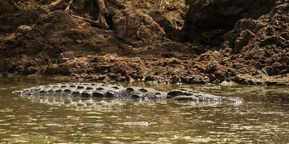 ‘Timsah Savaşları: Grumeti ve Mara’, 26 Ekim Pazar 20.00’de National Geographic WILD Ekranlarında!