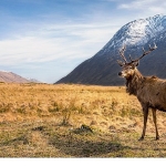 6-bolumluk-seri-avrupanin-vahsi-harikalari-15-kasimdan-itibaren-cumartesi-gunleri-20-00de-iki-bolum-art-arda-national-geographic-wild-ekranlarinda.jpg