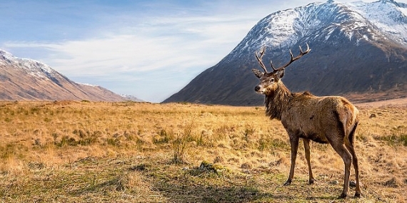 6 Bölümlük Seri ‘Avrupa’nın Vahşi Harikaları’, 15 Kasım’dan İtibaren Cumartesi Günleri 20.00’de İki Bölüm Art Arda National Geographic WILD Ekranlarında!