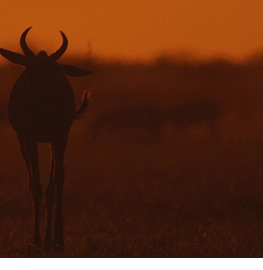 iki-bolumden-olusan-mara-yeniden-dogus-16-ve-23-kasim-pazar-gunleri-20-00de-national-geographic-wild-ekranlarinda-izleyicilerle-bulusuyor.jpg