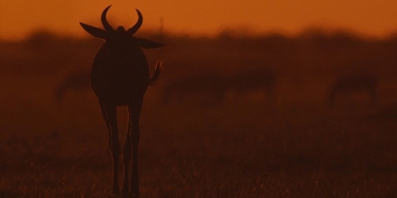 İki Bölümden Oluşan ‘Mara: Yeniden Doğuş’,   16 ve 23 Kasım Pazar Günleri 20.00’de   National Geographic WILD Ekranlarında İzleyicilerle Buluşuyor!