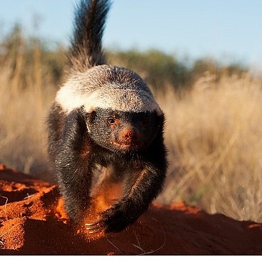 inanilmaz-bal-porsugu-30-kasim-pazar-20-00de-national-geographic-wild-ekranlarinda.jpg