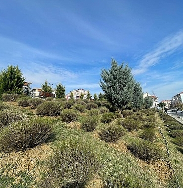 malkarada-daha-yesil-bir-kent-icin-lavanta-fidani-ekimi-basladi.jpg
