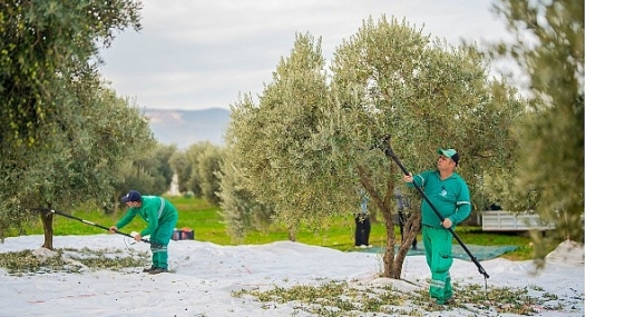 Milas Belediyesi Zeytin Hasadına Başladı