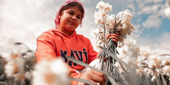 Bayındır’da Nergis ve Kuru Çiçek Festivali 5. Kez düzenleniyor
