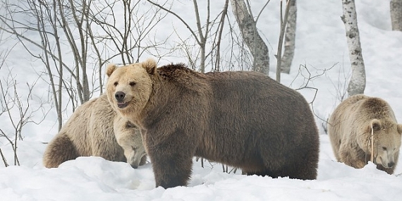 ‘Boz Ayının Kışı’,   7 Aralık Pazar 20.00’de   National Geographic WILD Ekranlarında!