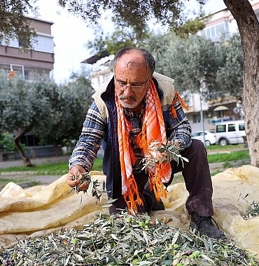 bucada-zeytin-hasadi-zamani.jpg