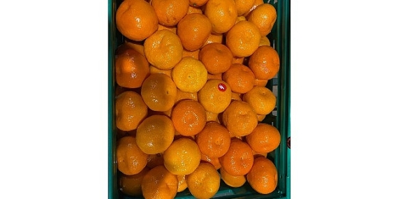 Mandalina ihracatı tarih yazıyor