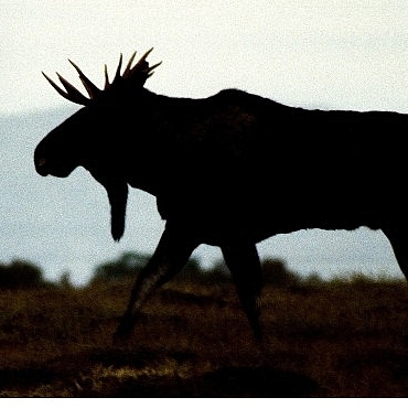 vahsi-kisla-yaris-28-aralik-pazar-20-00de-national-geographic-wild-ekranlarinda.jpg