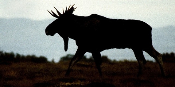 ‘Vahşi Kışla Yarış’,   28 Aralık Pazar 20.00’de   National Geographic WILD Ekranlarında!