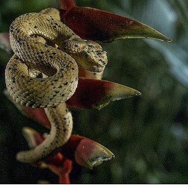 karanlik-cokunce-ozel-4-ocak-pazar-20-00de-national-geographic-wild-ekranlarinda.jpg