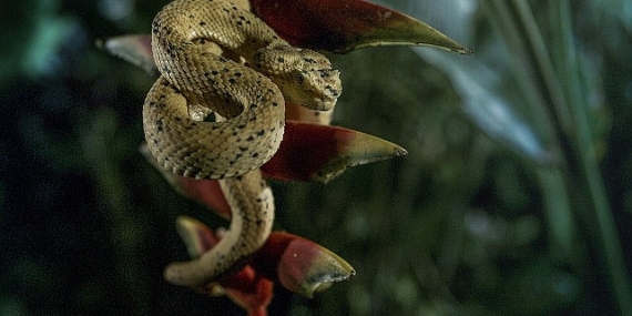 ‘Karanlık Çökünce Özel’,   4 Ocak Pazar 20.00’de   National Geographic WILD Ekranlarında!