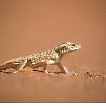 sira-disi-canlilar-ozel-11-ocak-pazar-20-00de-national-geographic-wild-ekranlarinda-izleyicilerle-bulusuyor.jpg