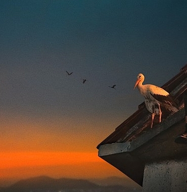 yarali-leylek-silyanin-hikayesini-anlatan-silyan-efsanesi-11-ocak-pazar-20-00de-national-geographic-ekranlarinda.jpg