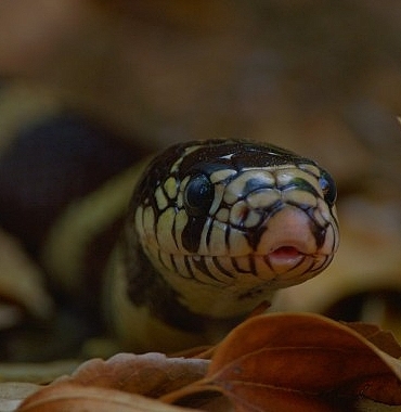 3-bolumden-olusan-yilanlarin-gizli-dunyasi-1-mart-pazar-20-00de-national-geographic-wild-ekranlarinda.jpg