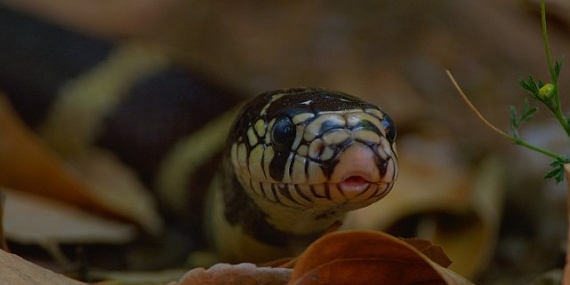 3 Bölümden Oluşan ‘Yılanların Gizli Dünyası’,   1 Mart Pazar 20.00’de   National Geographic WILD Ekranlarında!