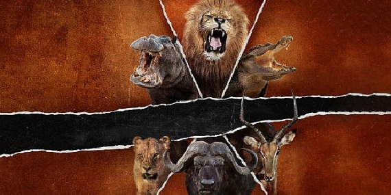 ‘Ölümcül Safari: Büyük Kedilerin Savaşı’,   15 Şubat Pazar Saat 20.00’de   National Geographic WILD Ekranlarında!
