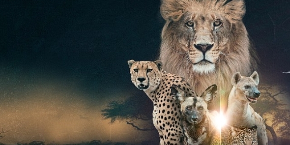 ‘Vahşi Krallık: Klanların Savaşı’,   22 Şubat Pazar Saat 20.00’de İki Bölüm Art Arda  National Geographic WILD Ekranlarında!