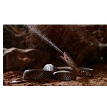 zehir-dosyalari-yilan-isiriginin-anatomisi-29-mart-pazar-20-00de-national-geographic-wild-ekranlarinda.jpg