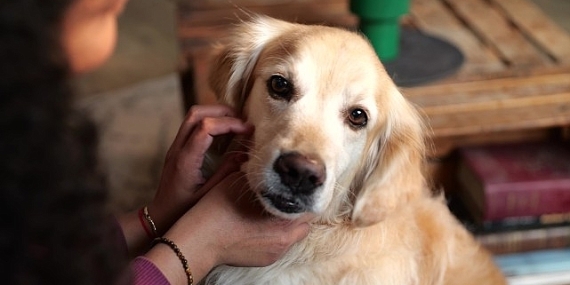 Boehringer Ingelheim’dan Küresel Araştırma