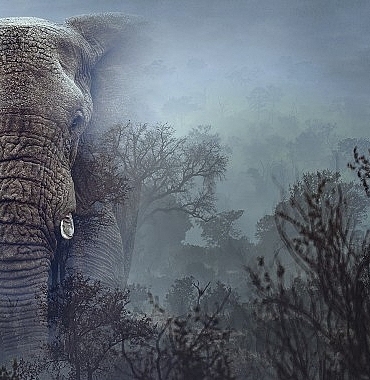 hayalet-filler-11-mart-carsamba-20-00de-national-geographic-wild-ekranlarinda.jpg