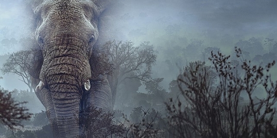 Hayalet Filler’,   11 Mart Çarşamba 20.00’de   National Geographic WILD Ekranlarında!