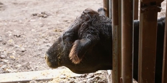 ‘Heartland Veterinerleri: Bir Aile Hikayesi’,   23 Mart Pazartesi 21.00’de   National Geographic WILD Ekranlarında İzleyicilerle Buluşuyor!