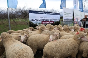 buyuksehirden-hayvanciliga-damizlik-koc-destegi.jpg